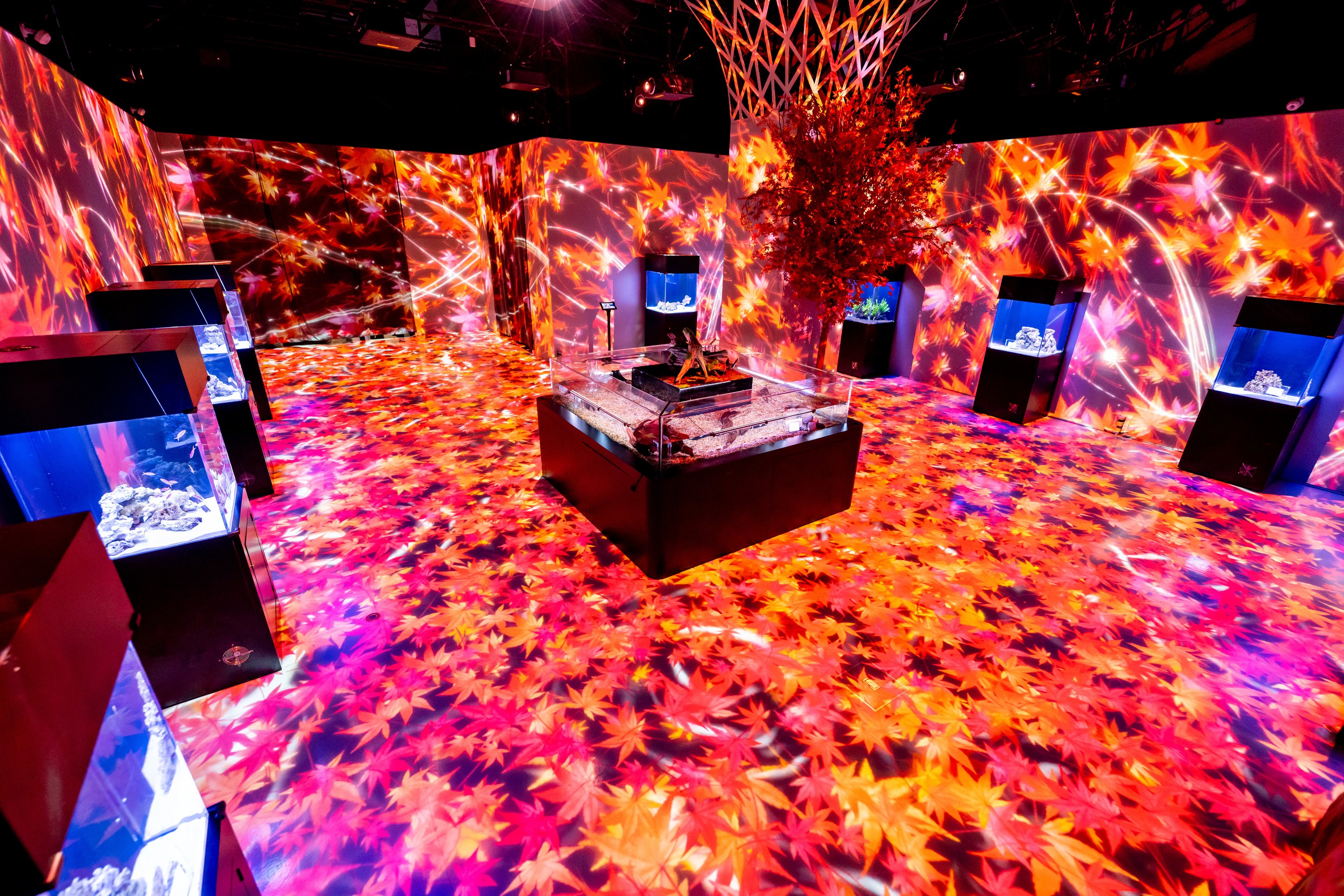 maxlleアクアパーク品川 NAKED MOMIJI AQUARIUM撮影(2025年)