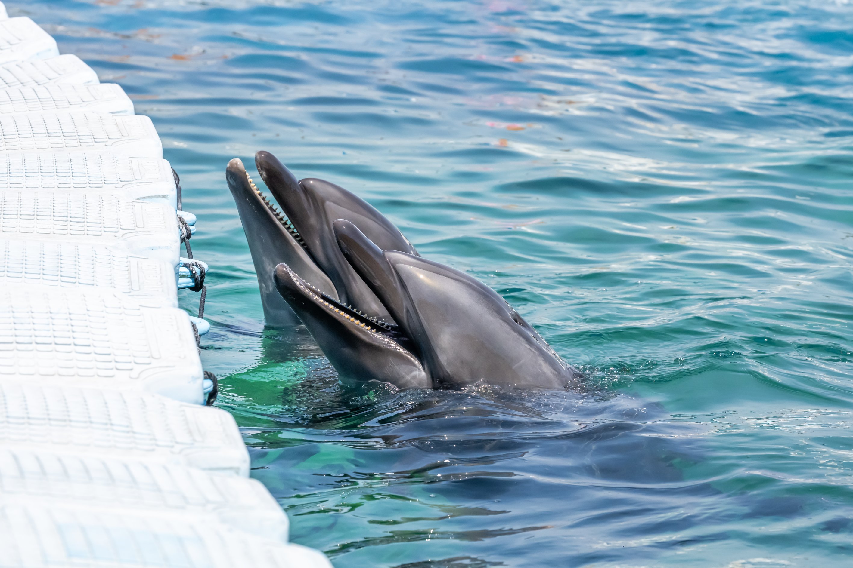 横浜・八景島シーパラダイス Animal Life Live!撮影(2025年)