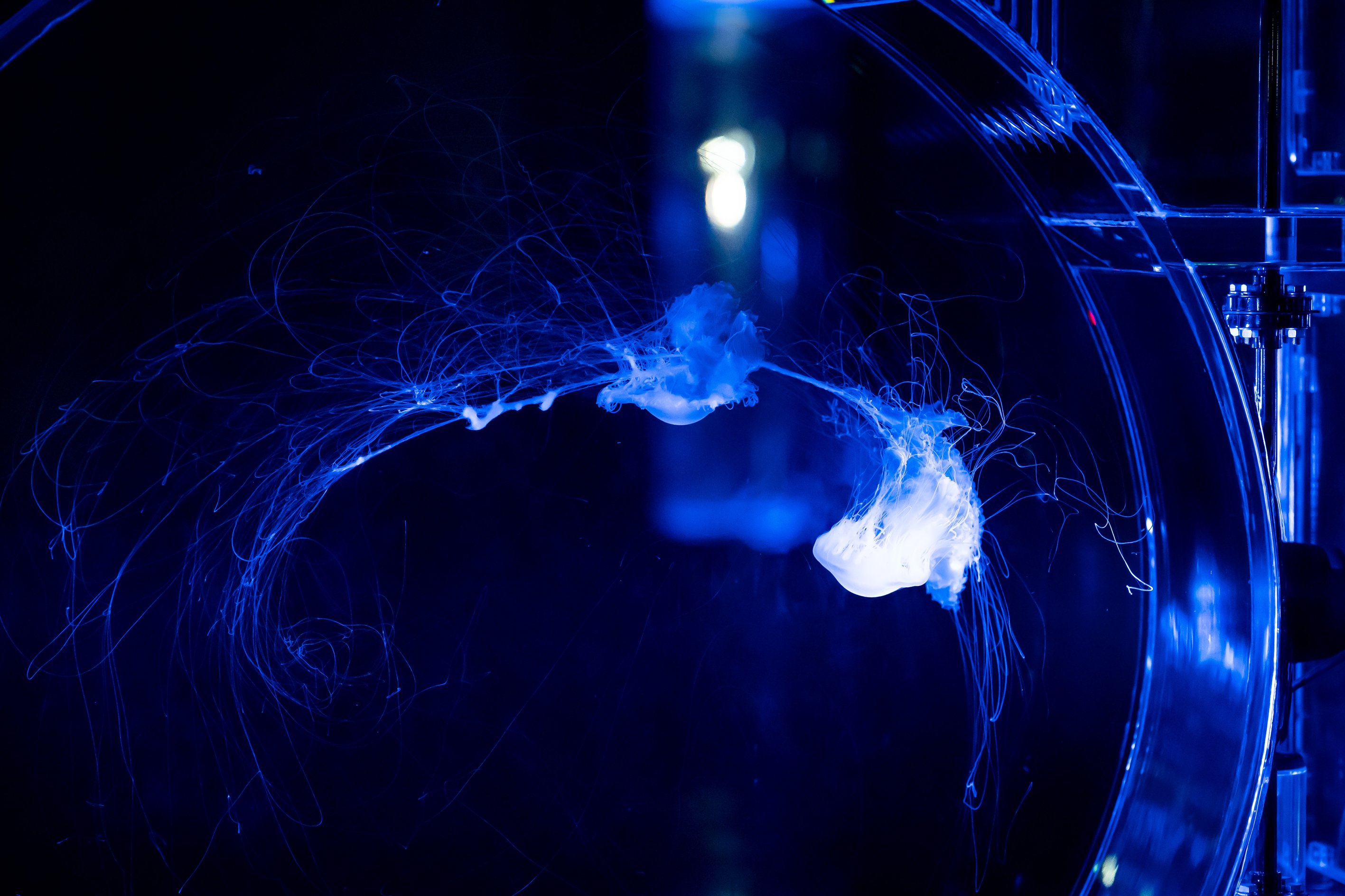 maxlleアクアパーク品川 NAKED SNOW AQUARIUM撮影(2025年)